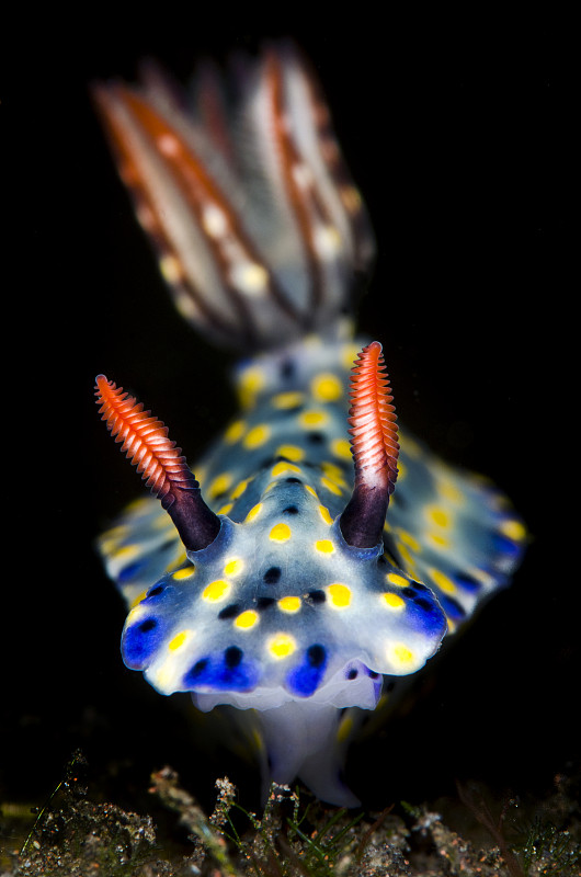 裸鰓魚(Hypselodoris infucata)在海底移動的肖像。Seraya,印尼巴厘島。爪哇海。圖片素材