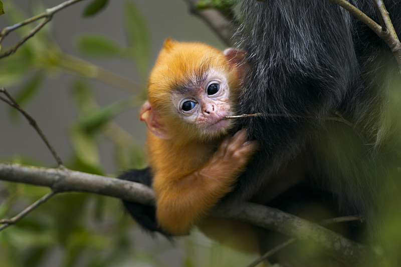 1-2周的銀葉葉猴(Trachypithecus cristatus)的幼仔，顏色橙黃，喜歡嚼樹枝。巴科國家公園，沙撈越，馬來西亞，婆羅洲。圖片素材