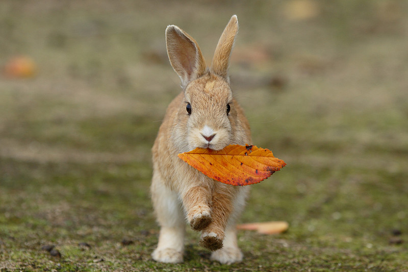 日本廣島，大野島，又名兔子島，野家兔(Oryctolagus cuniculus)幼兔口中含著枯葉奔跑。圖片素材