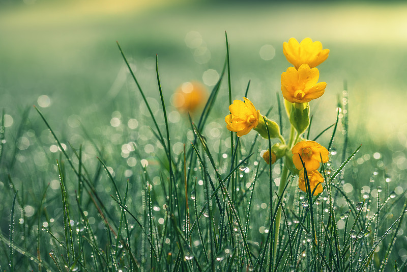 鮮花被露水覆蓋的草包圍的特寫圖片素材