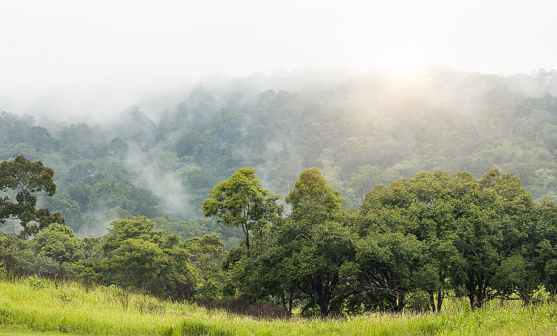 森林与飞雾与日出图片下载