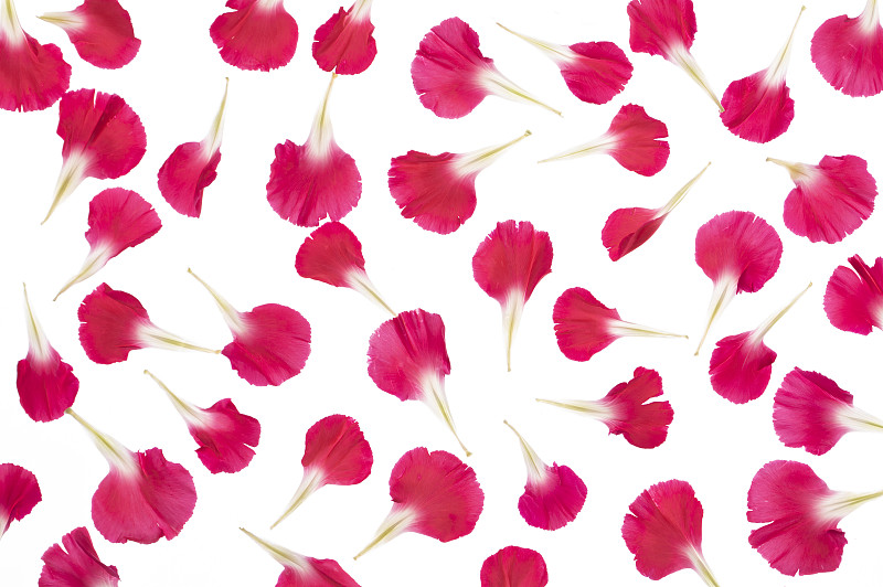 透光下新鮮美麗的康乃馨花瓣背景圖片素材
