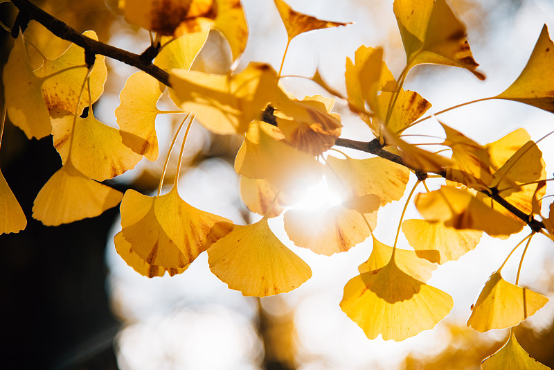 太陽的光芒穿過秋天黃色的銀杏葉圖片素材