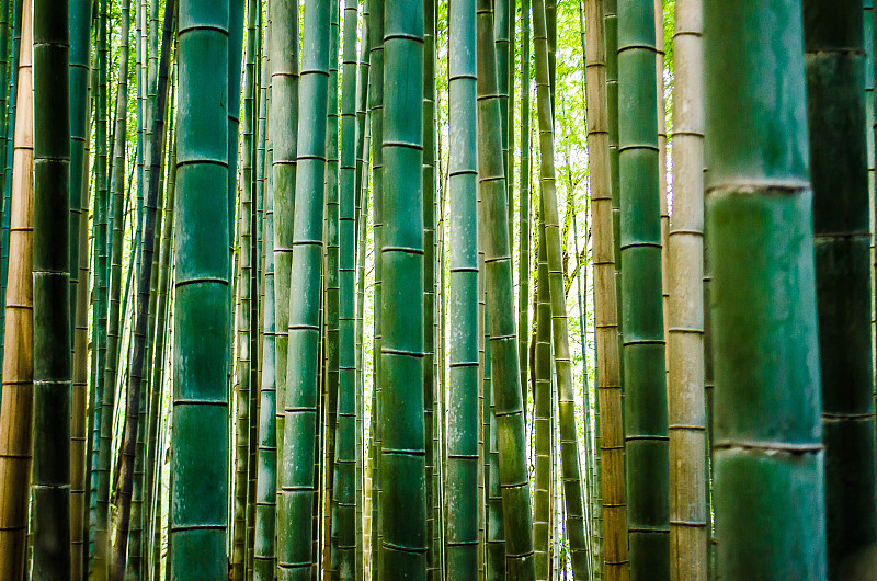 全幀拍攝的竹子植物圖片素材