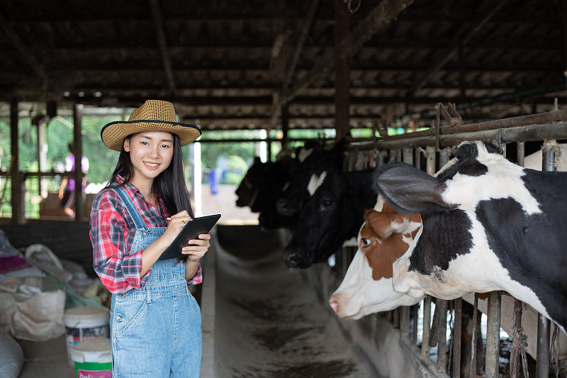 年輕女性的肖像在數字平板電腦上寫作，而站在奶牛在農場圖片素材