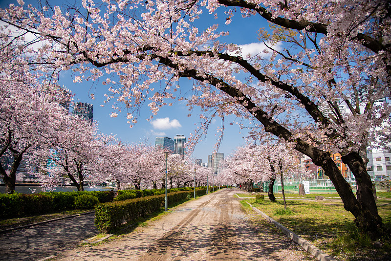 大阪市大川河樱花盛开，日本关西图片下载