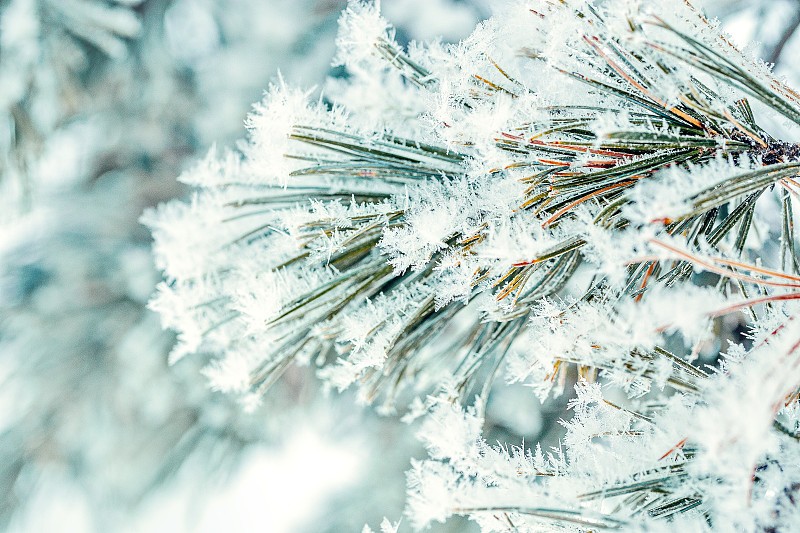 雪覆蓋霜冰特寫松枝在冬天。圣誕賀卡圖片素材