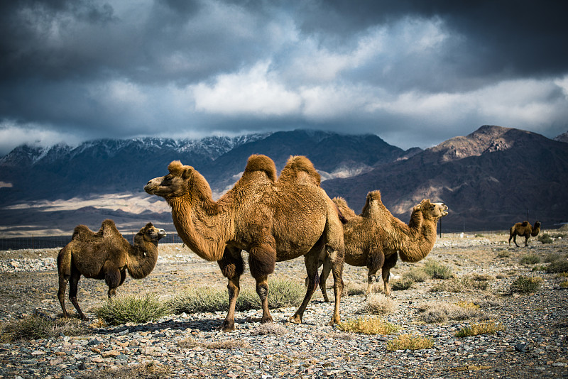 新疆骆驼图片下载