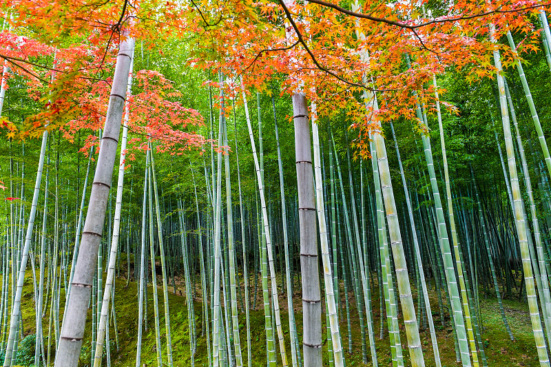 日本京都嵐山竹林風光圖片素材