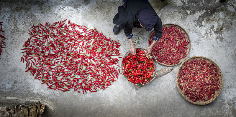 從上往下看，中國龍勝的一名揀紅辣椒的婦女圖片素材