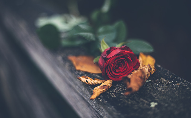 一張紅玫瑰躺在木頭上的照片攝影圖片