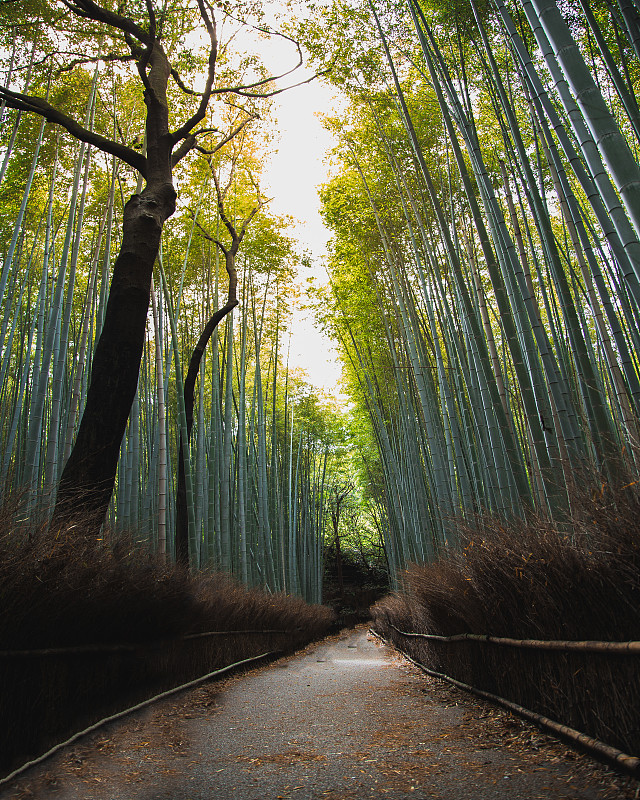 荒山竹林，荒山竹林，日本，荒山竹林圖片素材