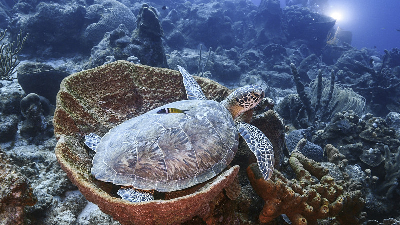 近景海綠玳瑁海龜在海里游泳圖片素材
