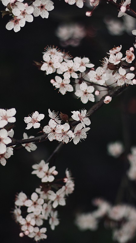 Blossom圖片素材