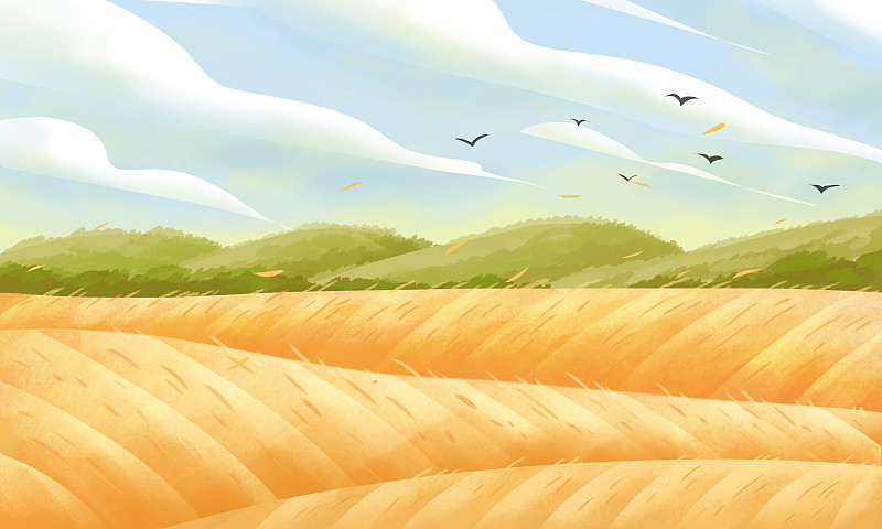 二十四節氣之夏天的稻田圖片素材