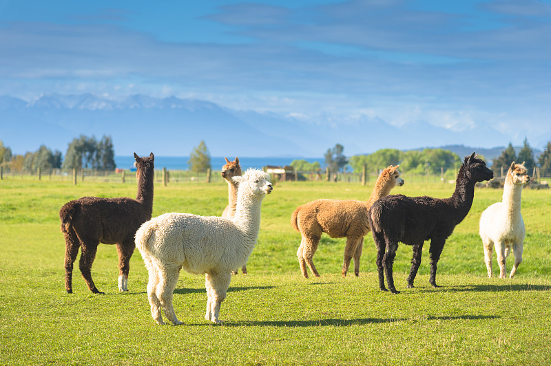 新西蘭南島的白羊駝群，以自然景觀為背景圖片素材