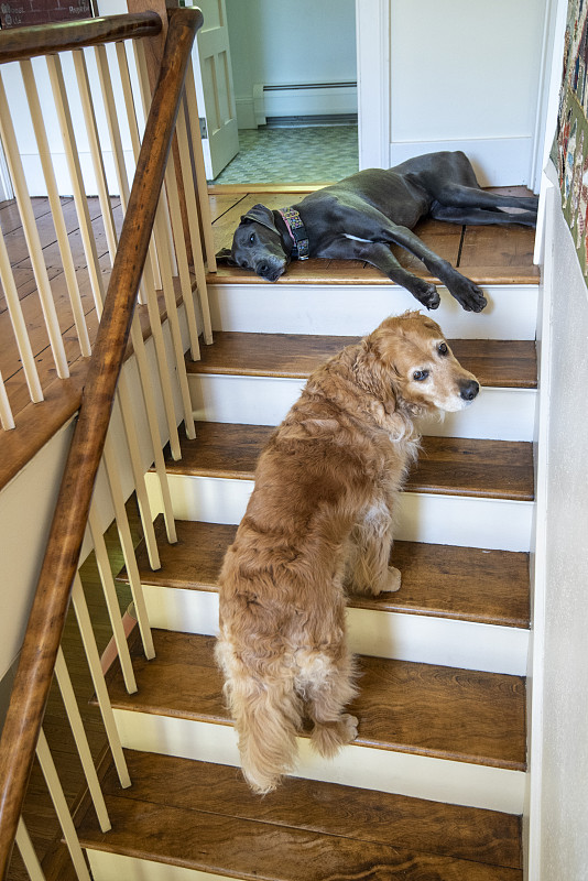 狗在家里的樓梯上圖片素材