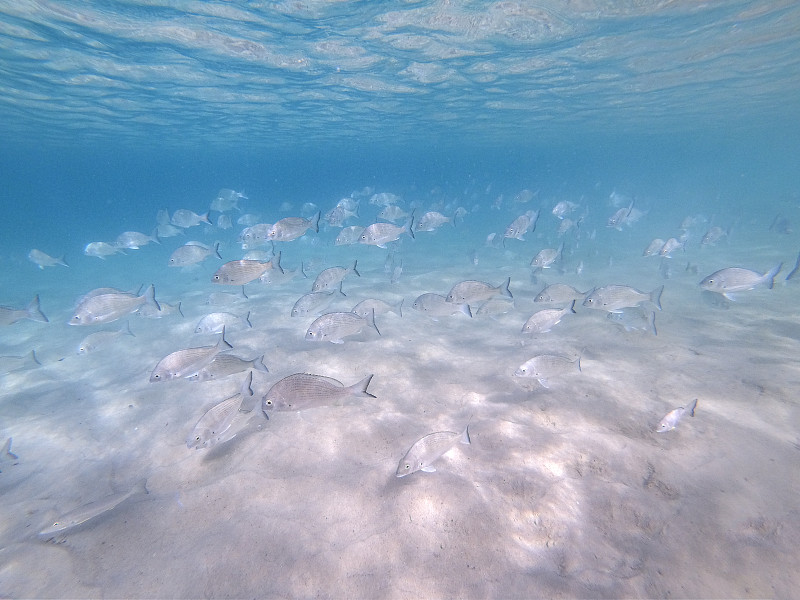 海鯛魚在清澈的海水中游動圖片素材