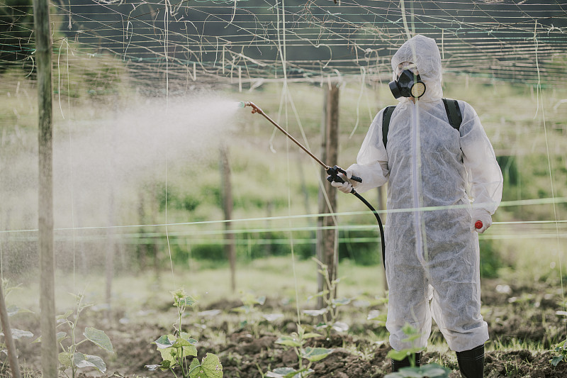 an asian chinese female farmer with protective suit spraying on bitter groud plants in the farm for disinfection圖片素材