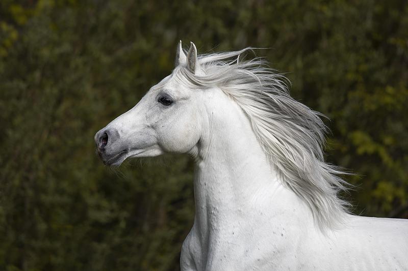 純種阿拉伯灰色種馬，肖像，奧地利圖片素材