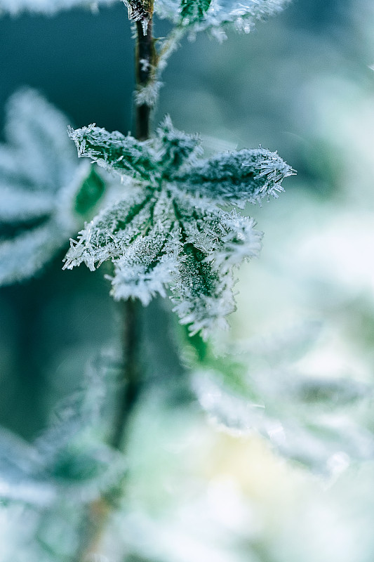 霜凍水晶冰綠色樹葉在秋天寒冷的早晨藍色背景圖片素材