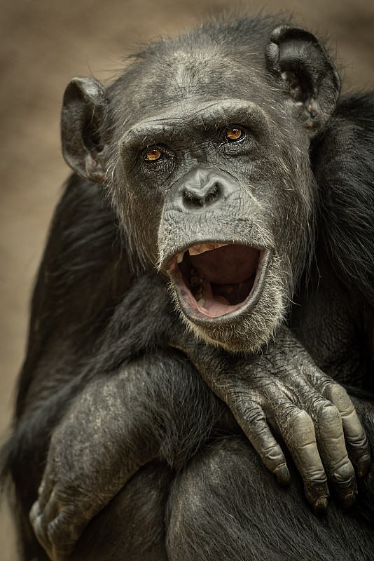 黑猩猩:非洲研究中心的黑猩猩图片素材_id:vcg4190064578-vcg.com