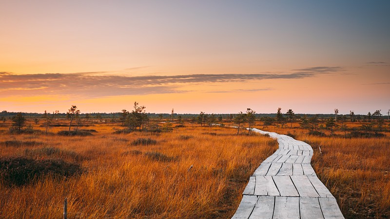 白俄羅斯維捷布斯克地區米歐里區4K 5K。葉利亞沼澤自然保護區景觀。著名的自然地標。日落木徒步小徑蜿蜒穿過沼澤。濕地上的棧道圖片下載