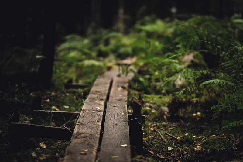 一座步行橋，在秋天穿過黑暗的森林攝影圖片
