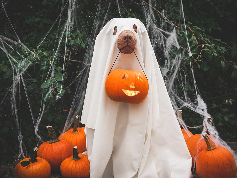 可愛，漂亮的棕色小狗和幽靈服裝圖片素材