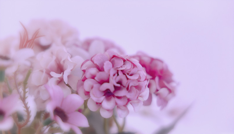 粉色的花放在白色桌子上的瓶子里攝影圖片