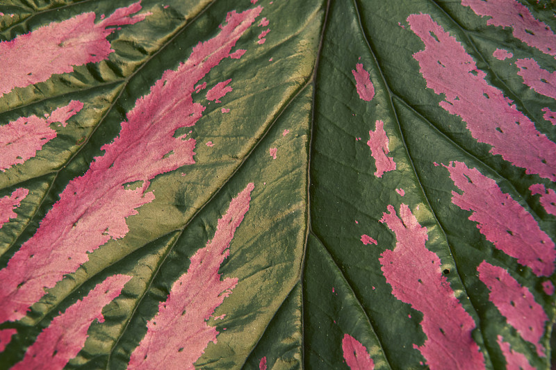 全框架熱帶樹葉的詳細視圖攝影圖片