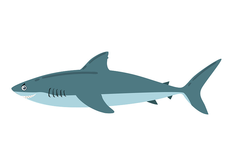平面風格的卡通鯊魚。矢量插圖鯊魚圖標孤立在白色背景插畫圖片