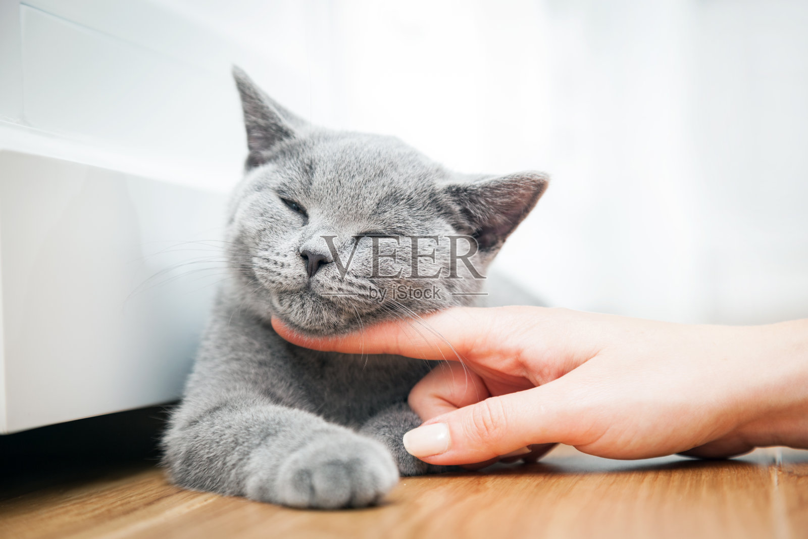 快乐小猫喜欢被女人的手抚摸。照片摄影图片