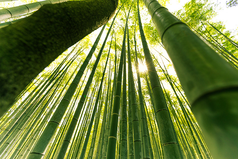 日本京都嵐山竹林圖片素材