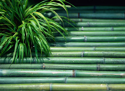 竹子摄影图片专题