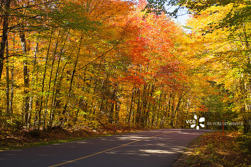 加拿大枫树林风景图片素材