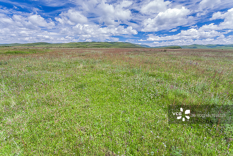 夏季青藏高原草地湿地景图片素材