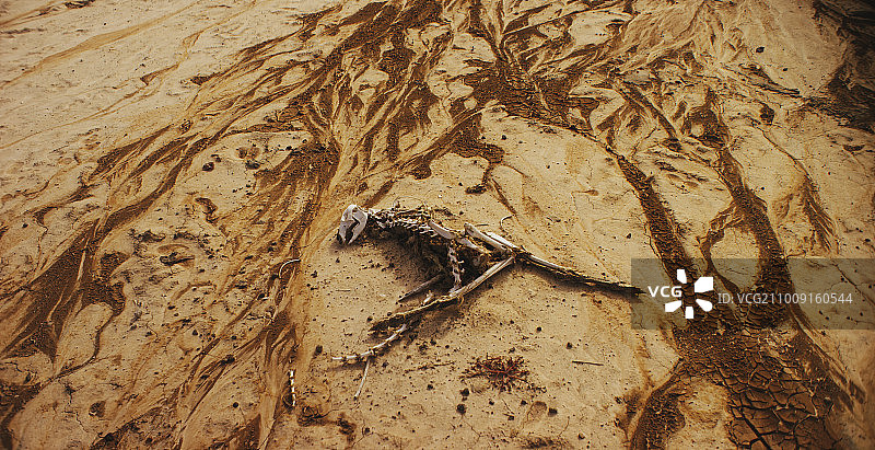 沙滩上的动物骨架。图片素材
