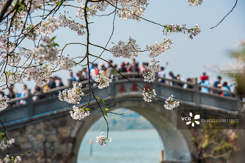 长春桥上的樱花图片素材