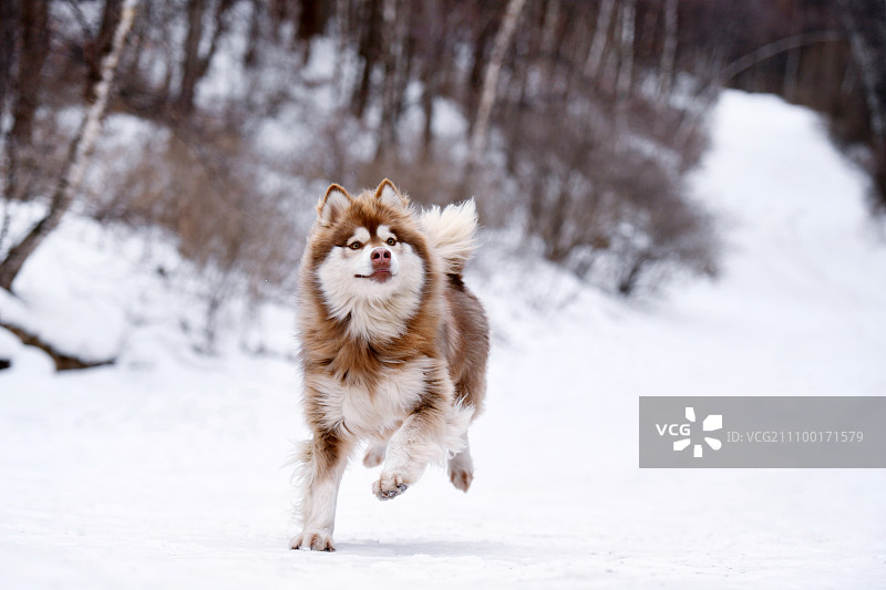雪山里的阿拉斯加犬图片素材
