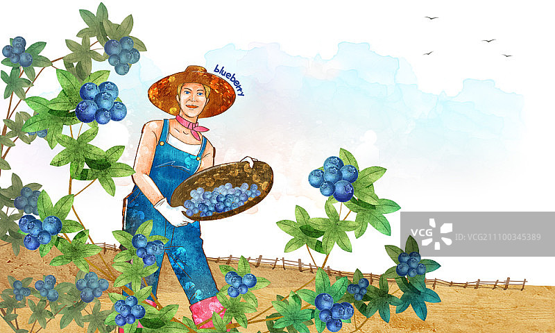 农民收获蓝莓图片素材