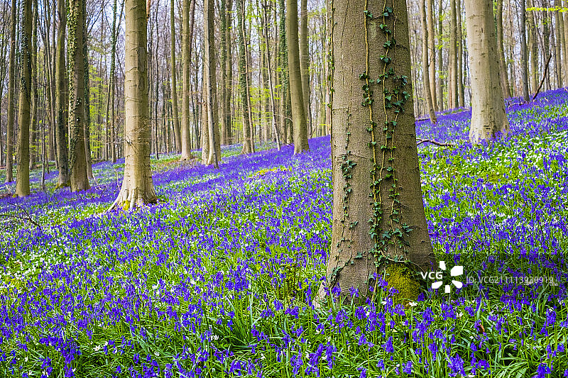 比利时黑尔的黑尔森林，有蓝铃花图片素材