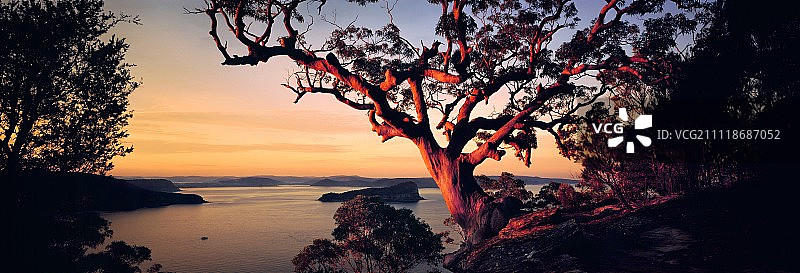 日落时海岸的安哥拉树，全景图片素材