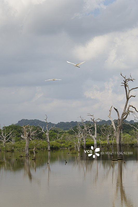 斯里兰卡科伦坡南部省亚拉国家公园，水中光秃秃的树木图片素材