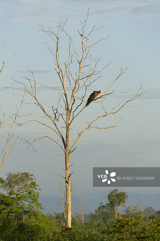 在斯里兰卡乌瓦省的Udawalawe国家公园，一只孔雀在一棵光秃秃的树上图片素材