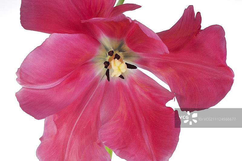 特写的粉红色盛开的鹦鹉郁金香图片素材