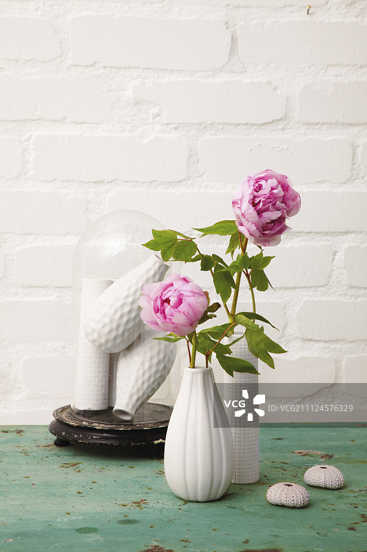 白色花瓶里装着粉红色的牡丹图片素材