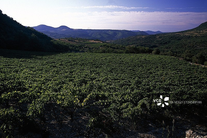 法国朗格多克的葡萄园图片素材
