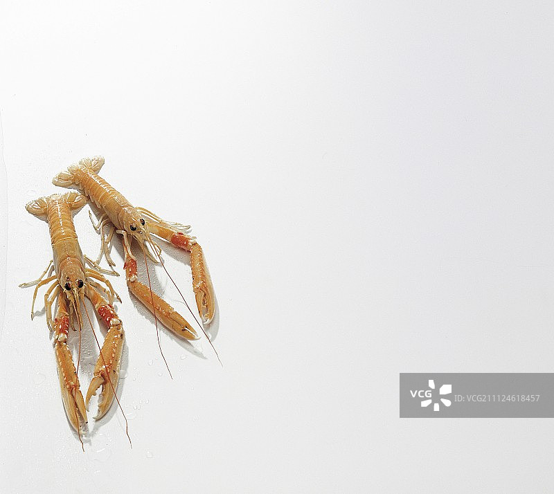 两个红龙虾，白色背景，复制空间图片素材