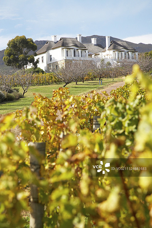 南非Bouchard Finlayson酒庄的葡萄园景色图片素材